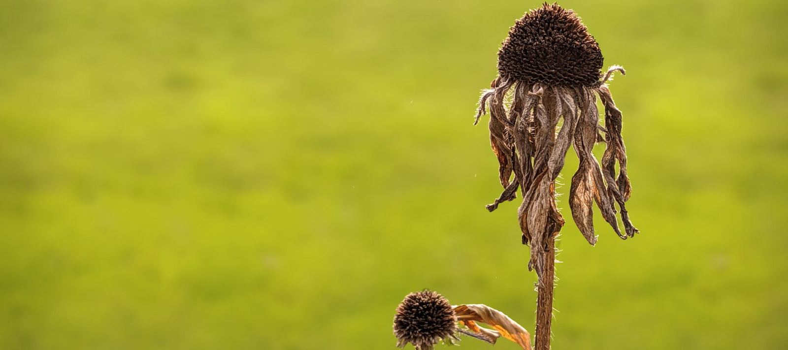 Top tip for dead-heading and pruning
