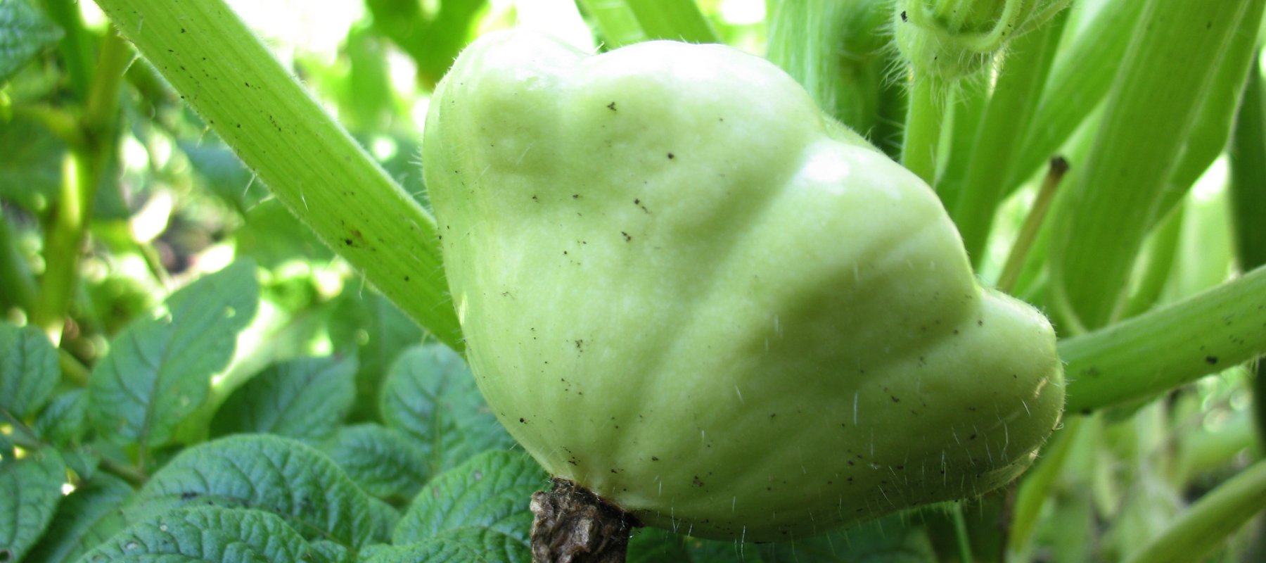 How to Grow Squash