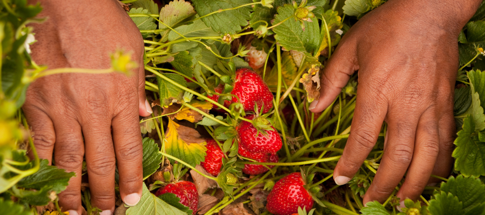 Pest control in the strawberry patch