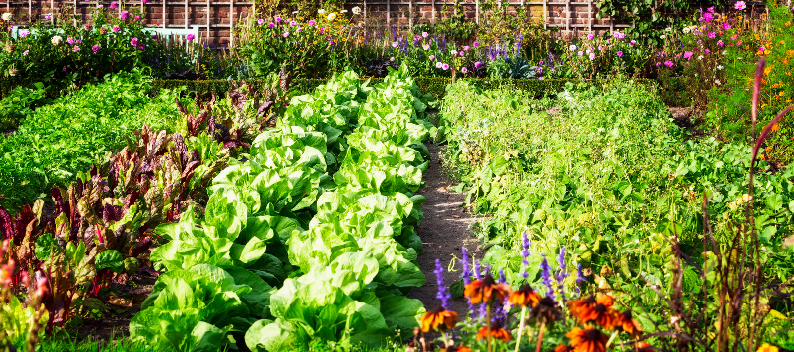 vegetable garden