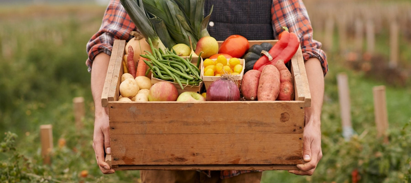 Starting your own vegie garden