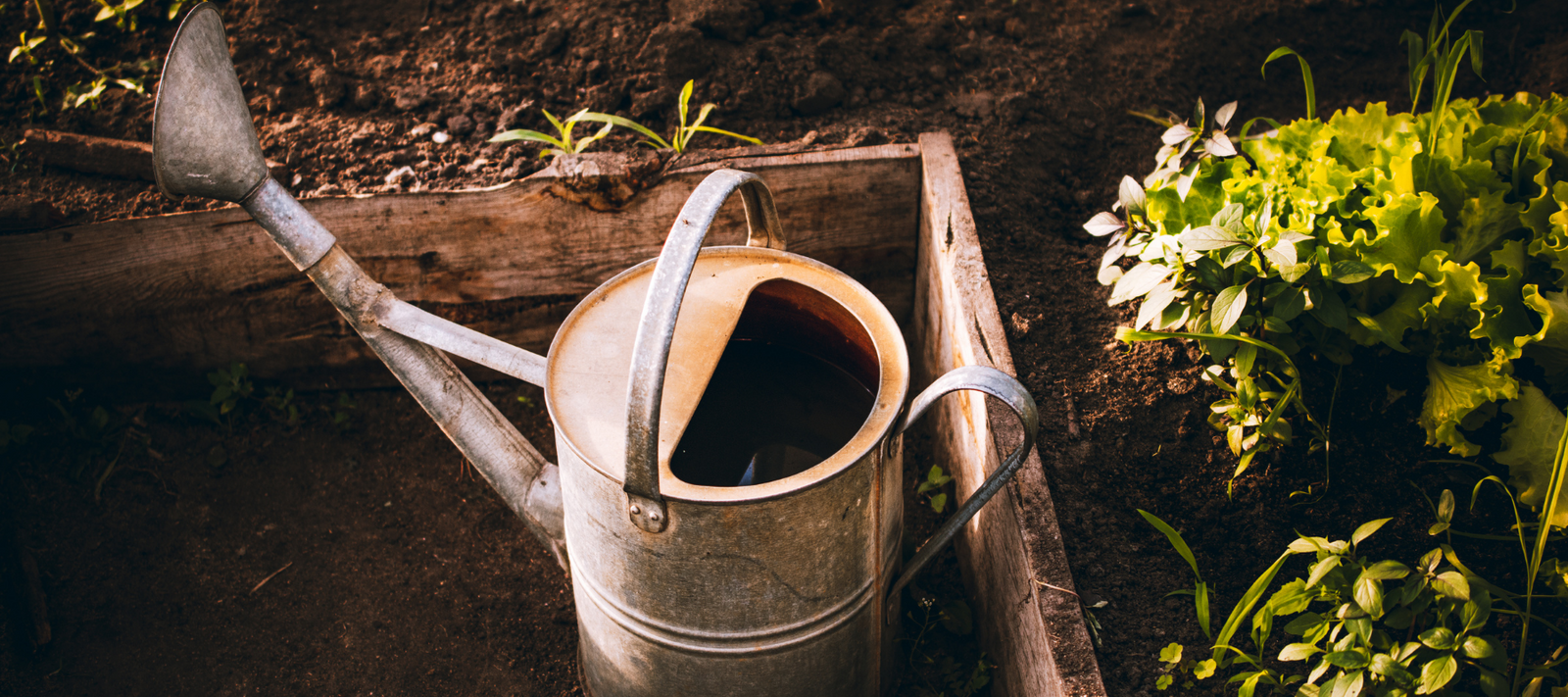 Watering tips for your garden