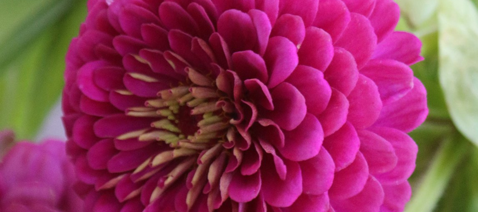 History of Zinnias
