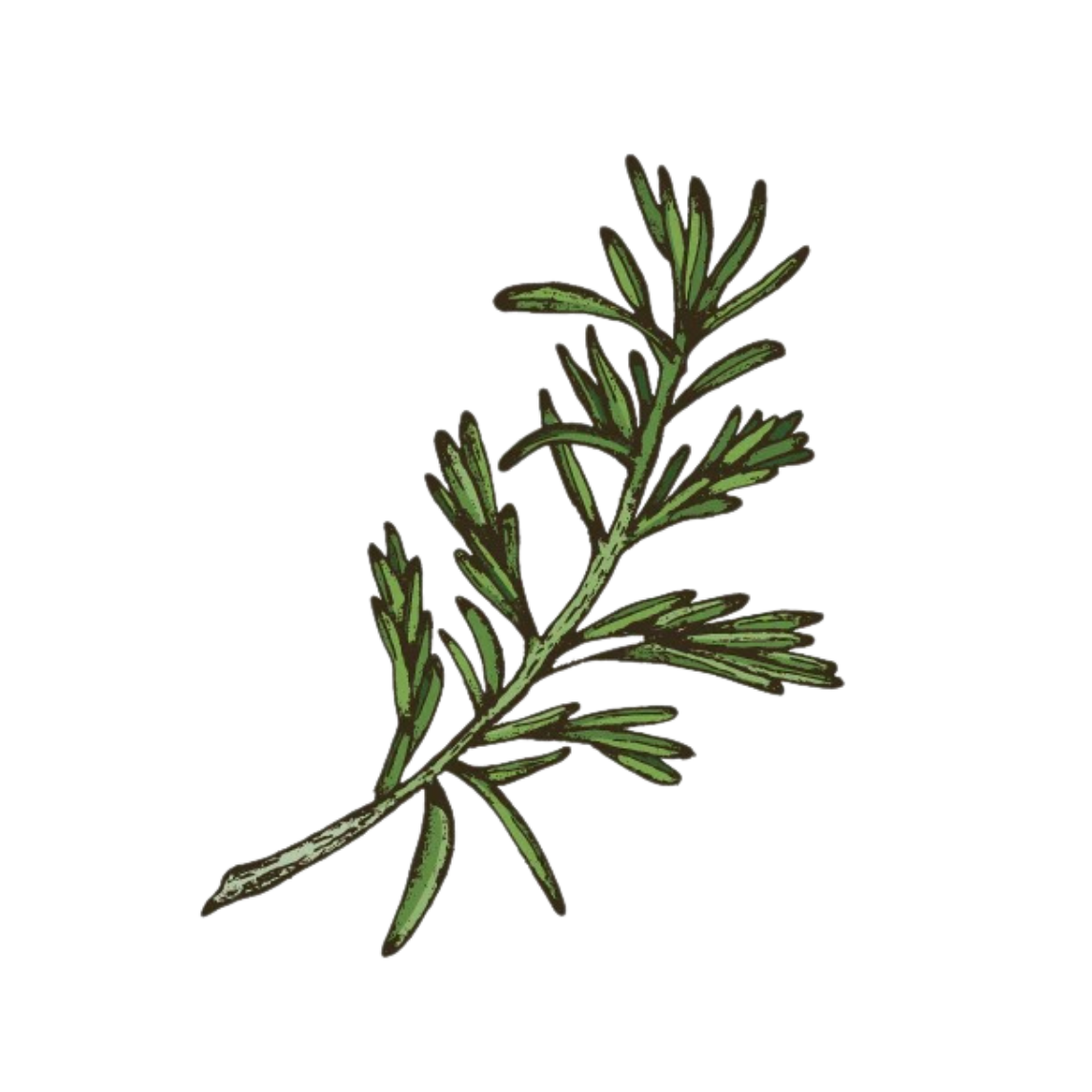 Culinary herbs