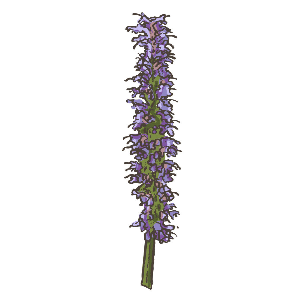 Agastache