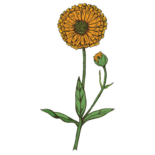 Calendula