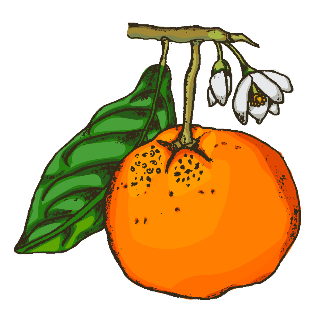 Citrus Companions