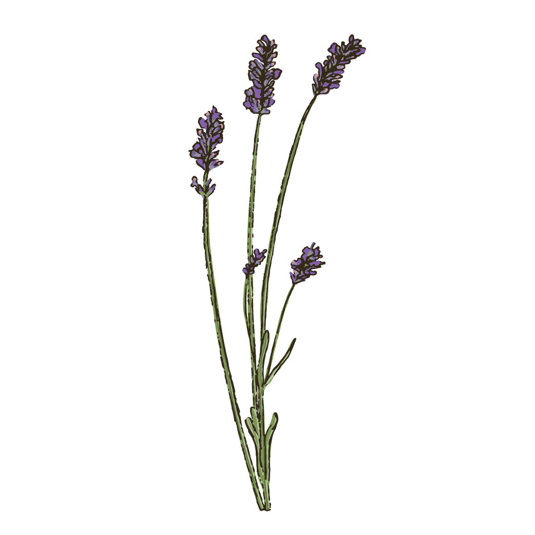 Lavender