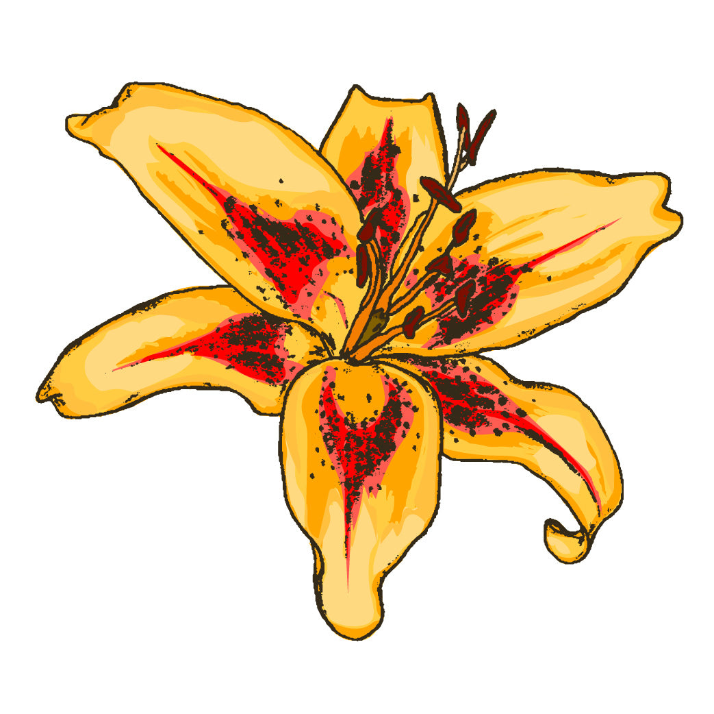 Lilium