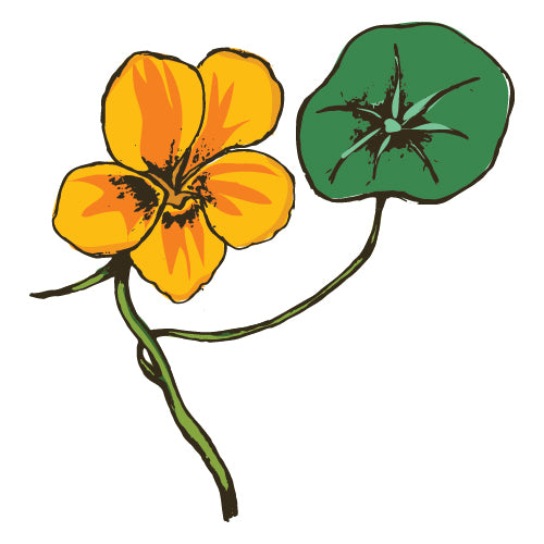 Nasturtium