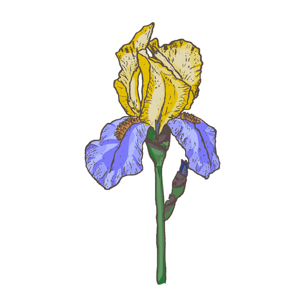 Spring Flowering Bulbs
