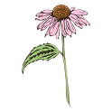 Flower seeds to sow now