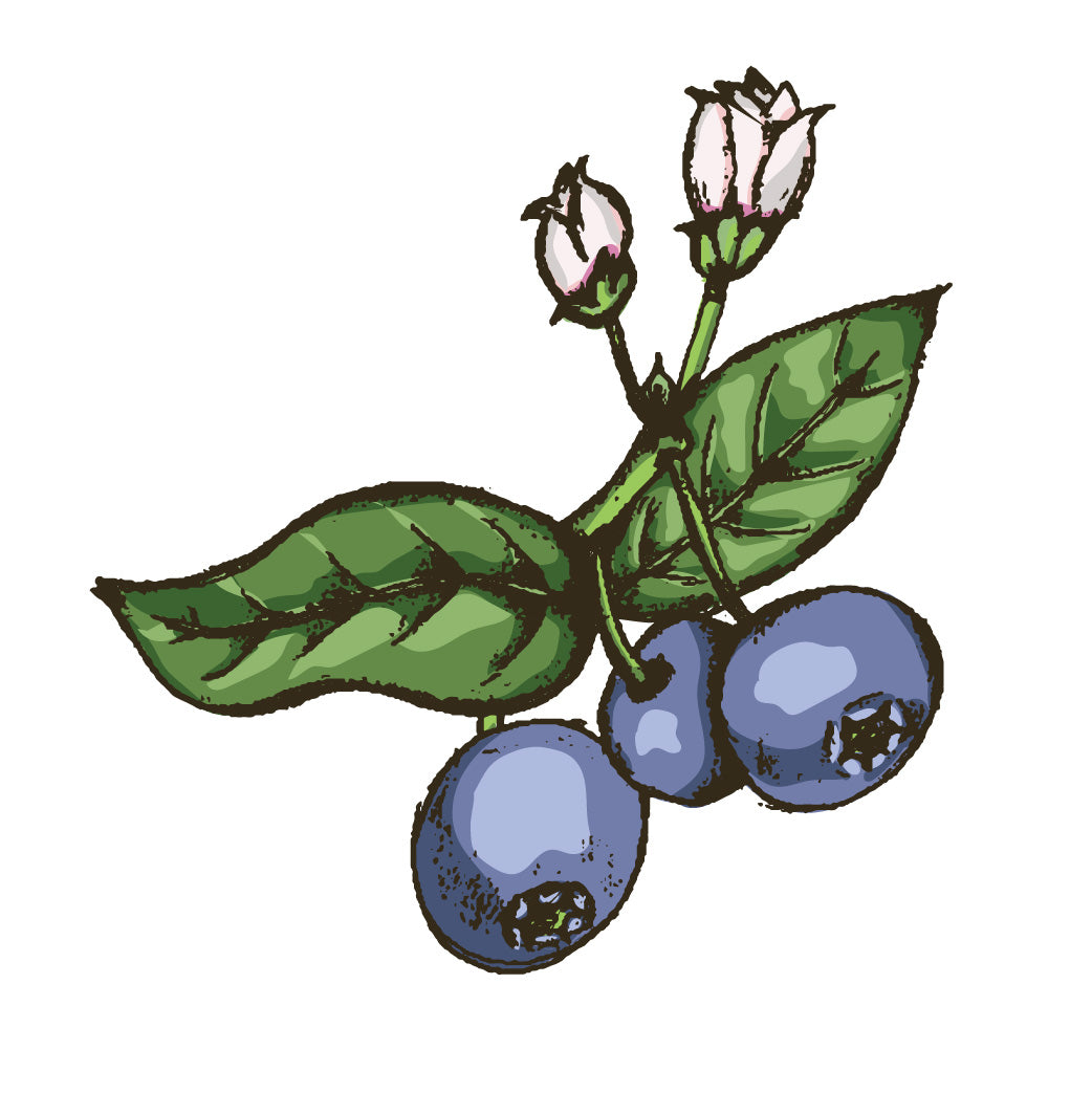 Blueberry