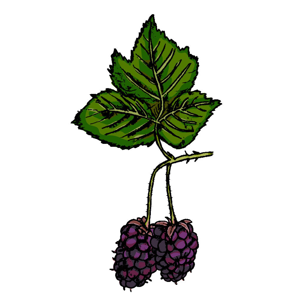 Caneberry