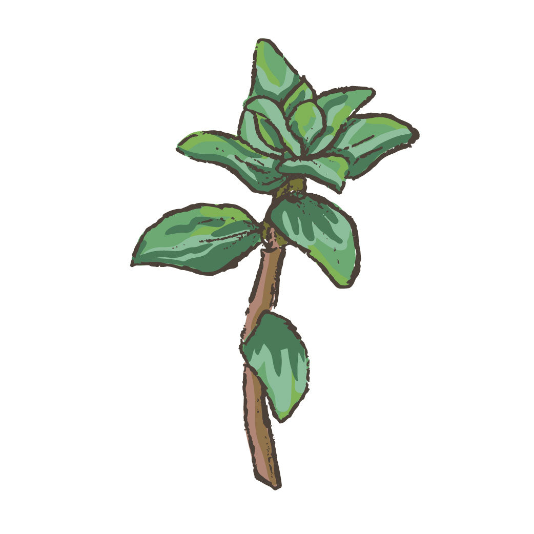 Thyme