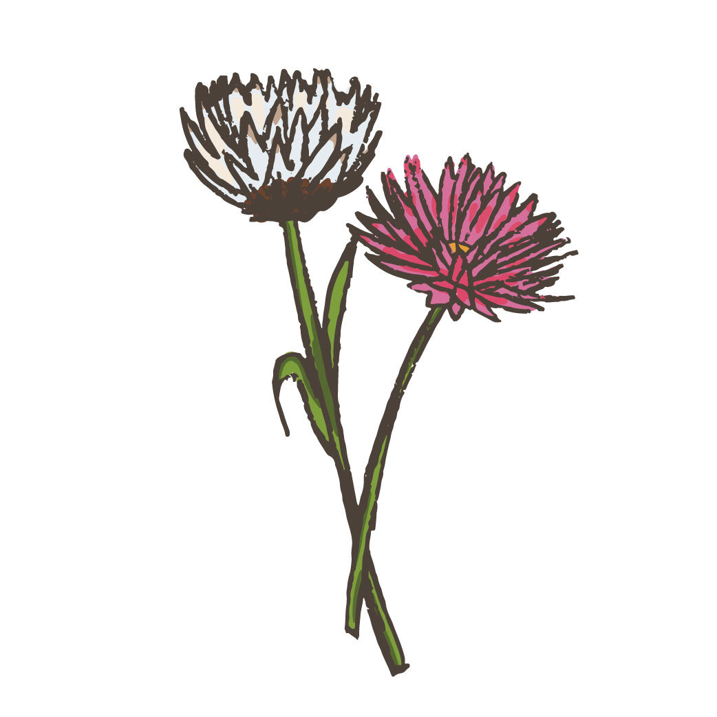 Everlasting daisy illustration