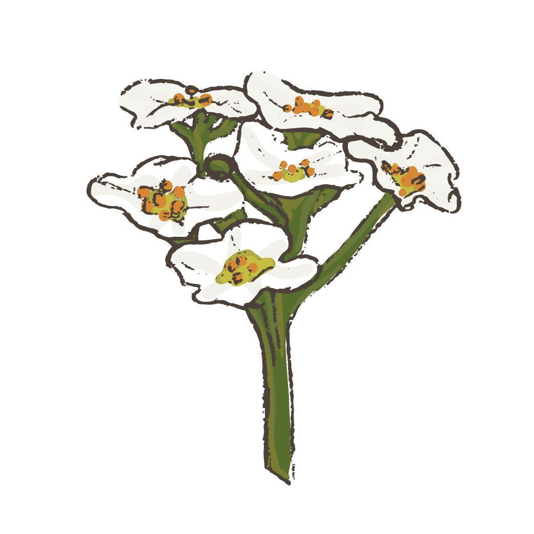 Seed packet illustration