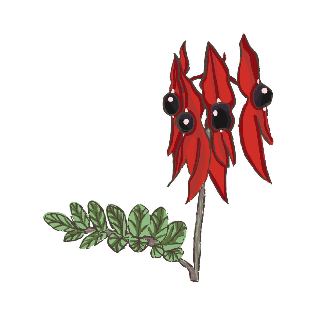 Sturt's Desert Pea