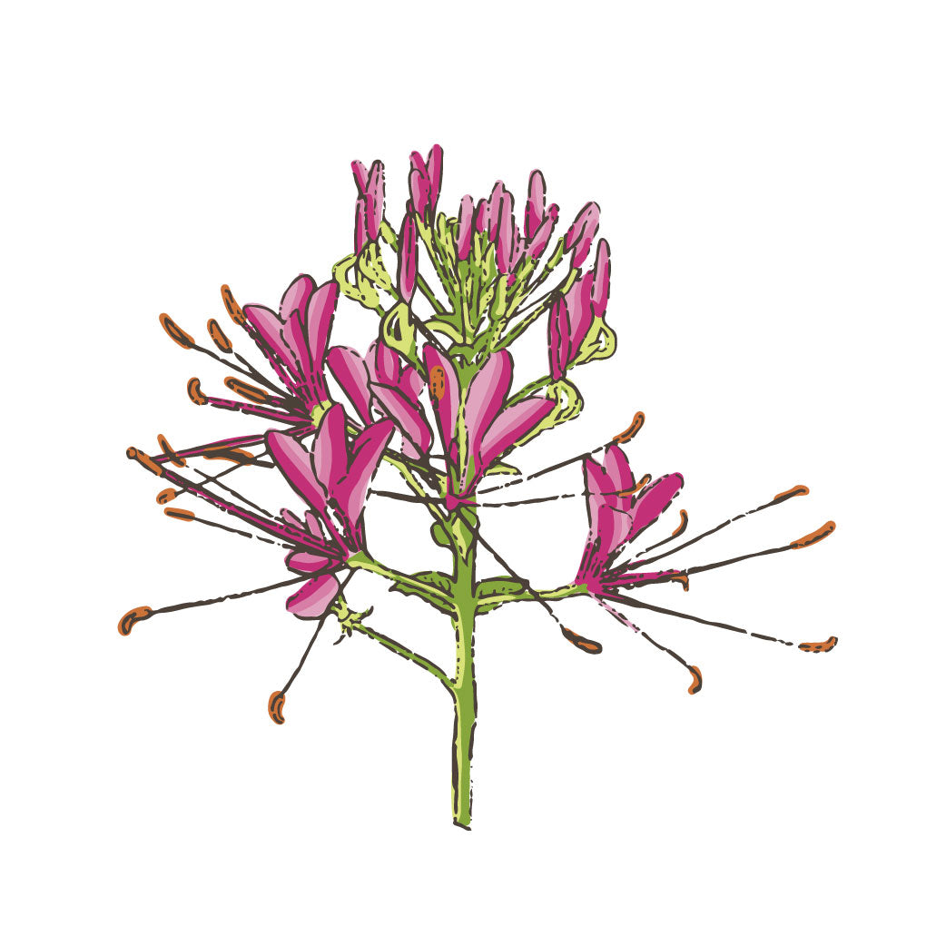 Cleome
