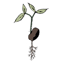 Seed Sowing Gifts