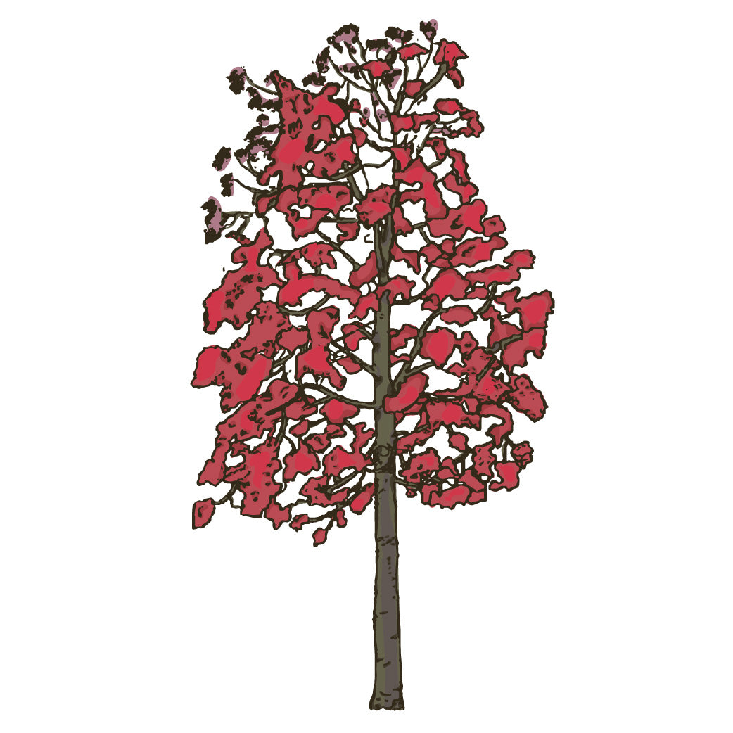 Australian Native Trees