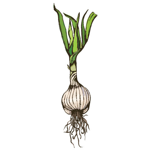 Garlic