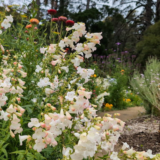 Your summer flower garden - Dromana - 11 Oct 2026