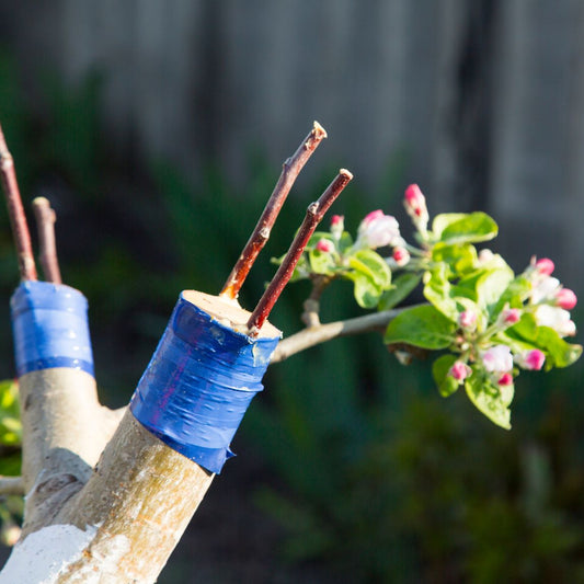 The Art of Grafting - Dromana - 27 September 2026