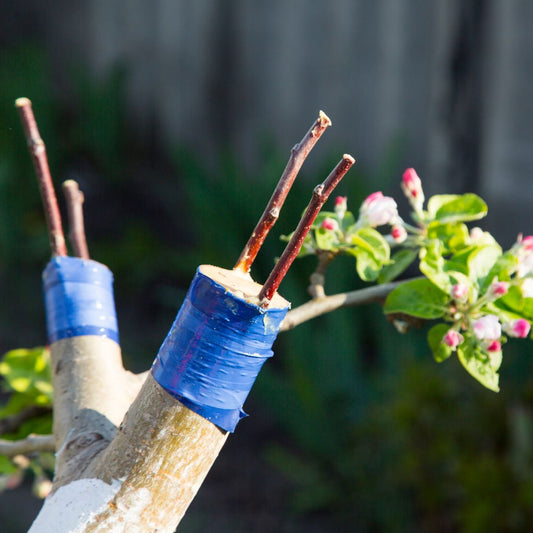 The Art of Grafting - Dromana - 27 Sept 2026