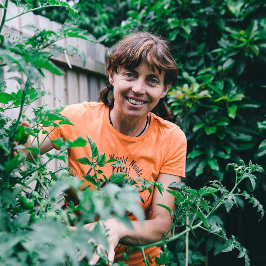 Growing tomatoes in an Aussie climate
