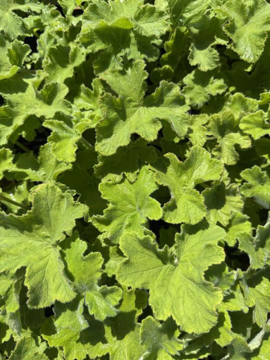 Geranium 'Peppermint'