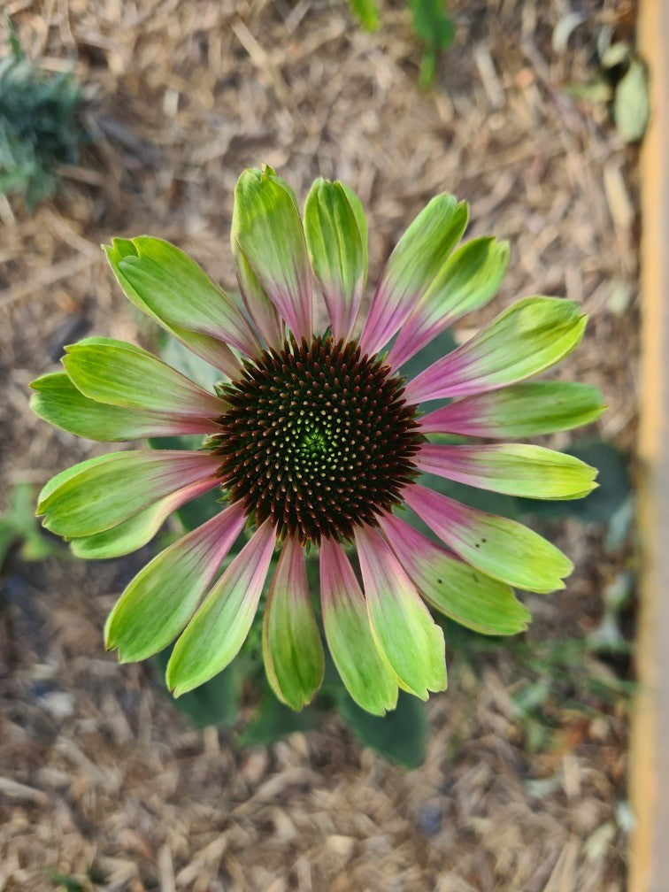 Echinacea 'Green Twister'