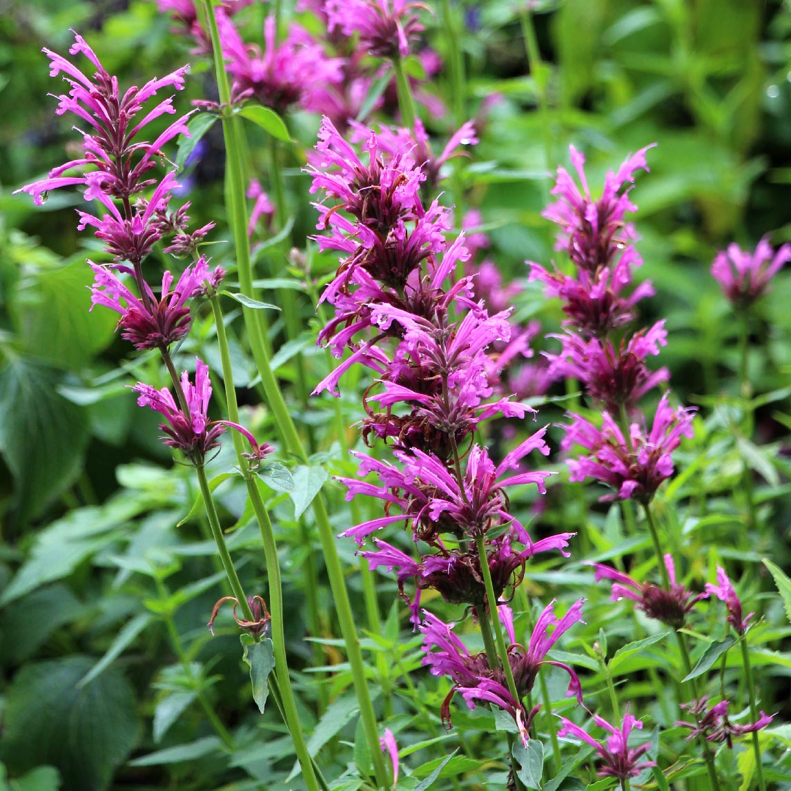 Agastache 'Aztec Rose'