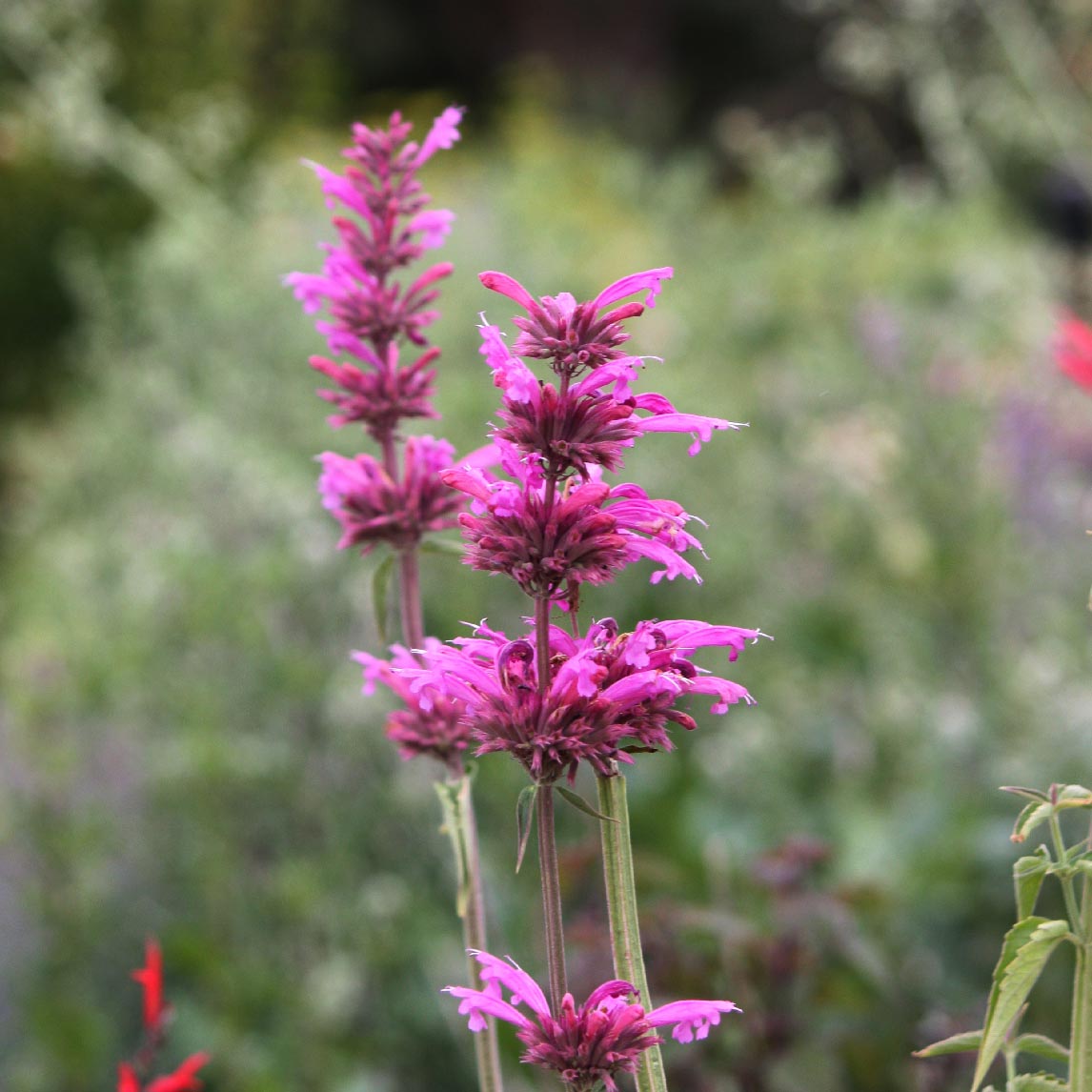 Agastache 'Aztec Rose'