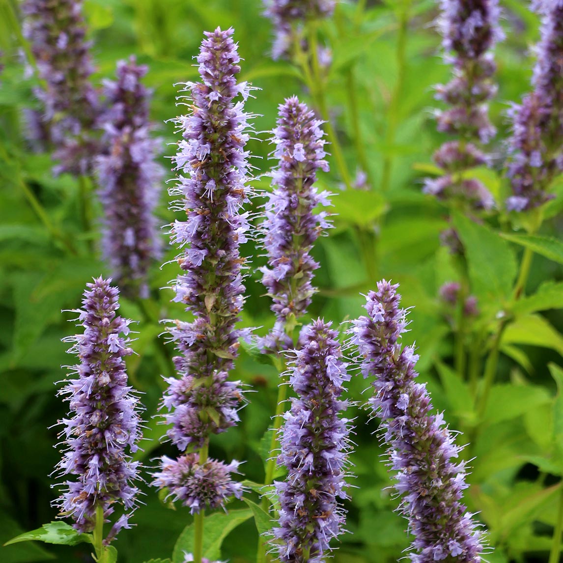 Agastache 'Blue Fortune'