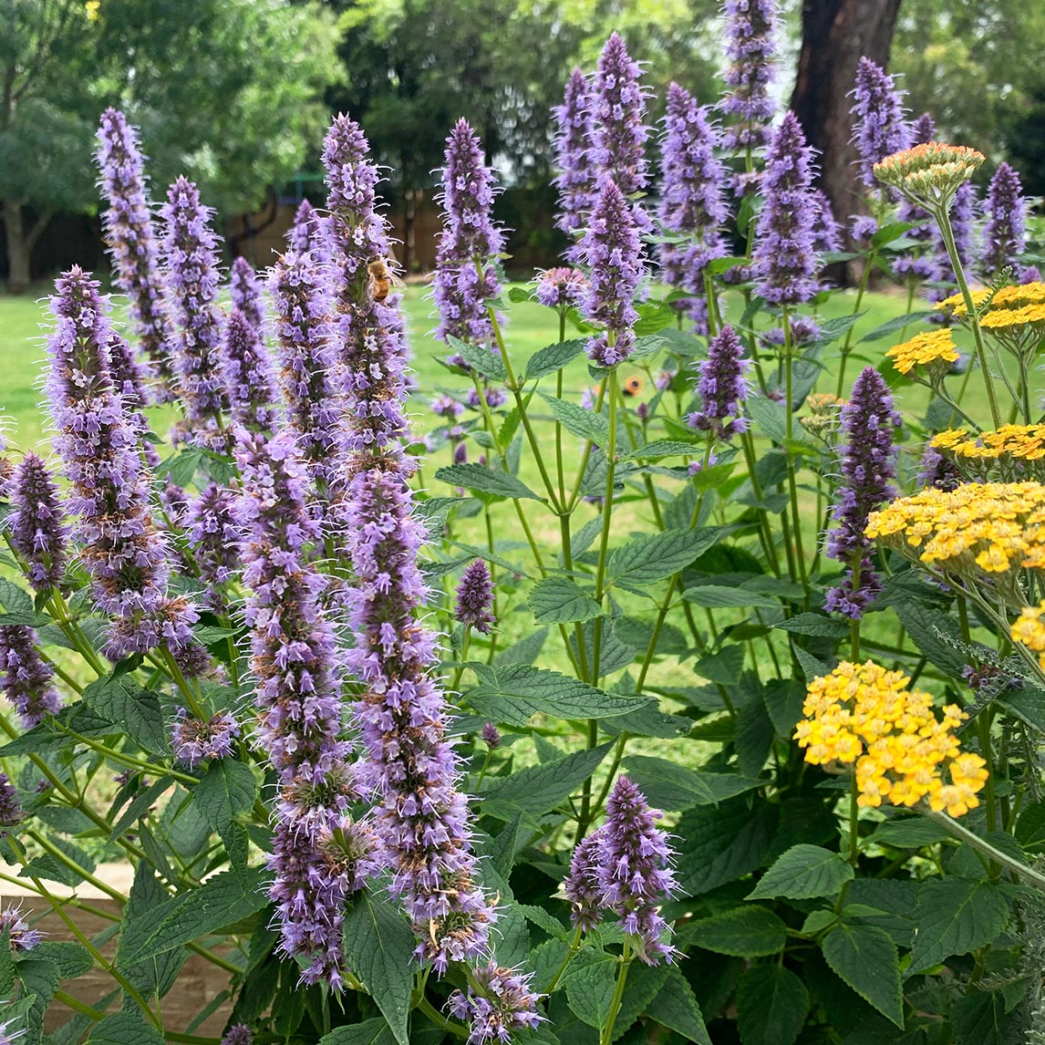 Agastache 'Blue Fortune'