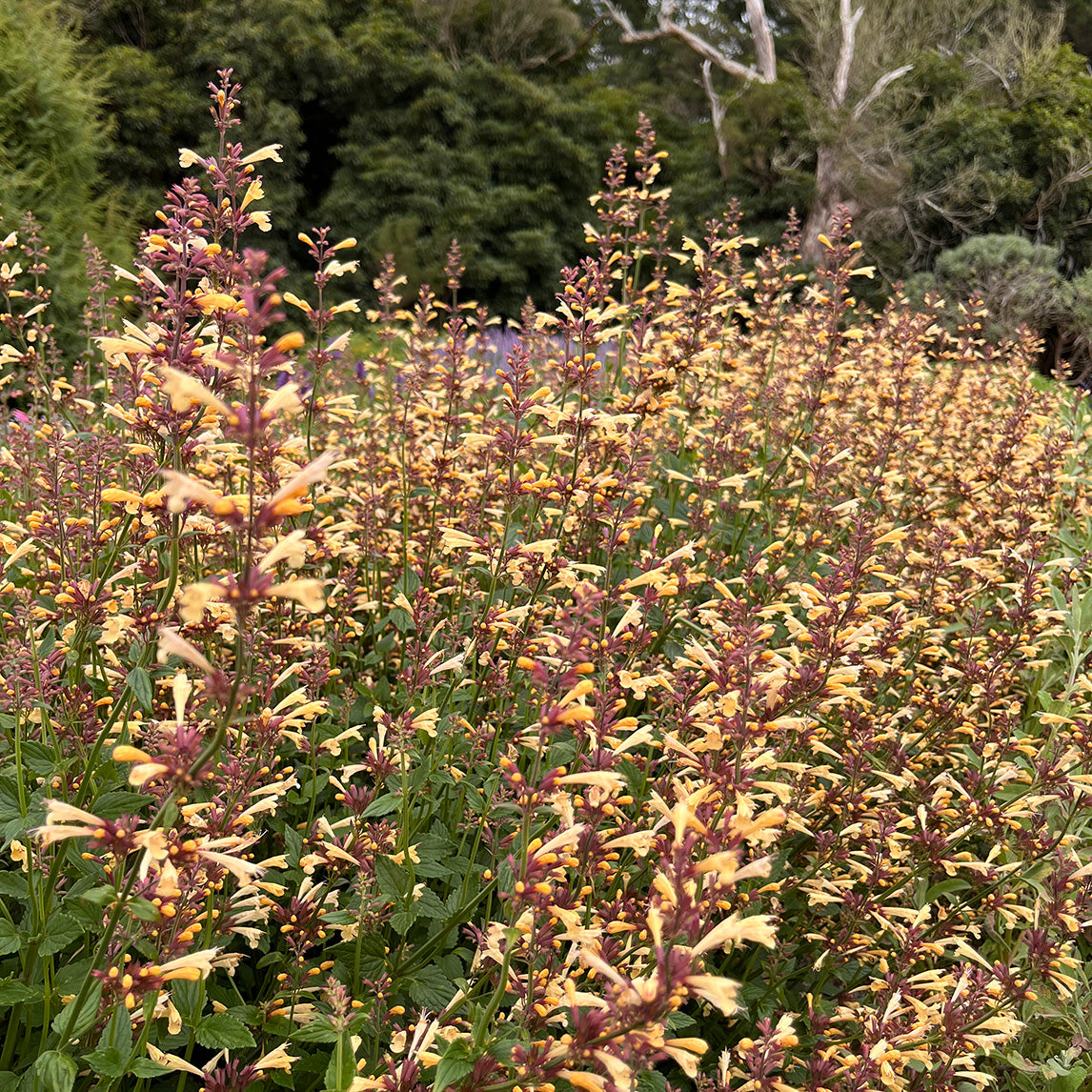 Agastache 'Lemon Fiesta'