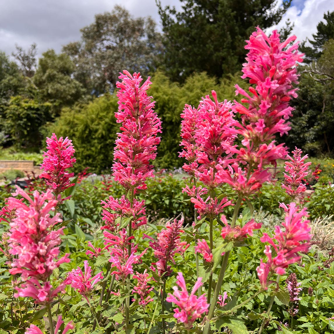 Agastache 'Pink Pearl'