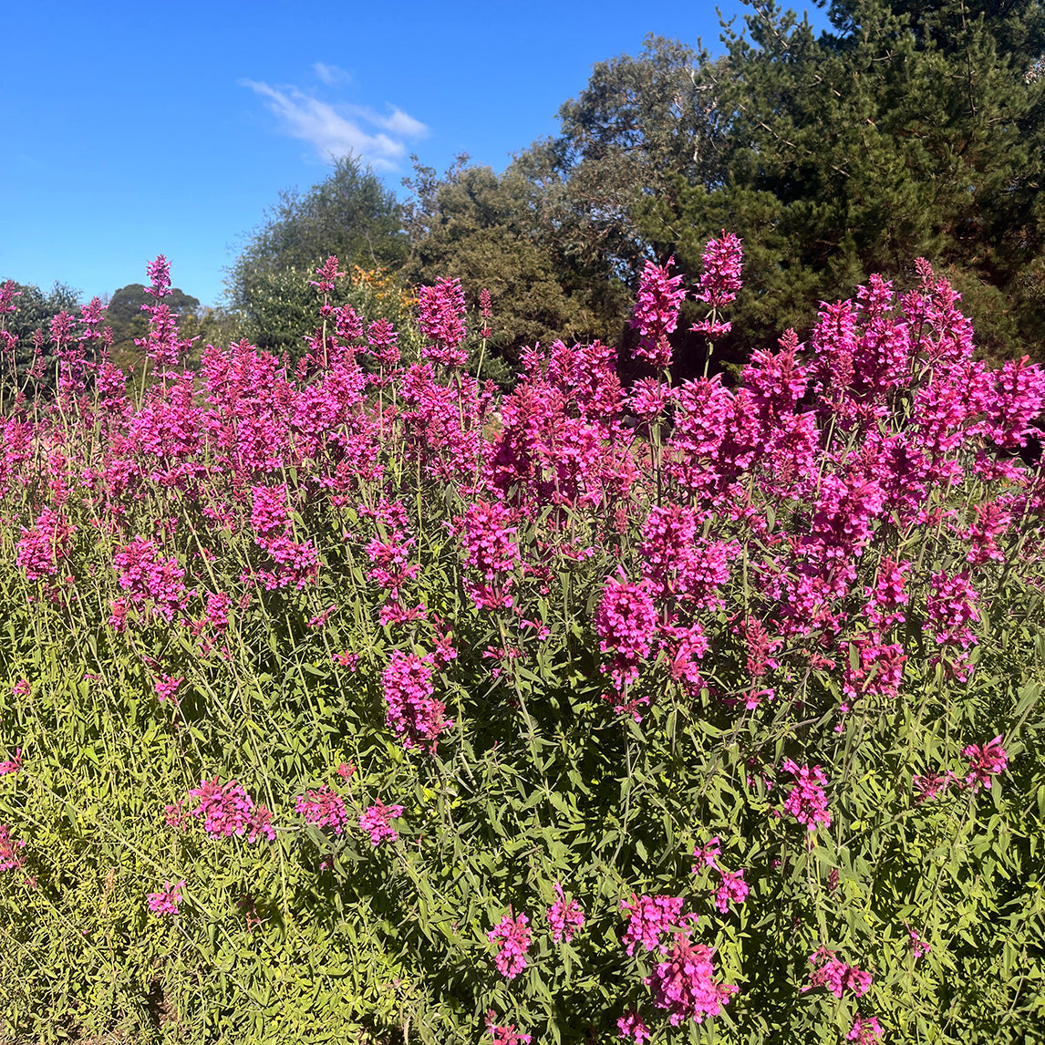 Agastache ‘Sweet Lili’