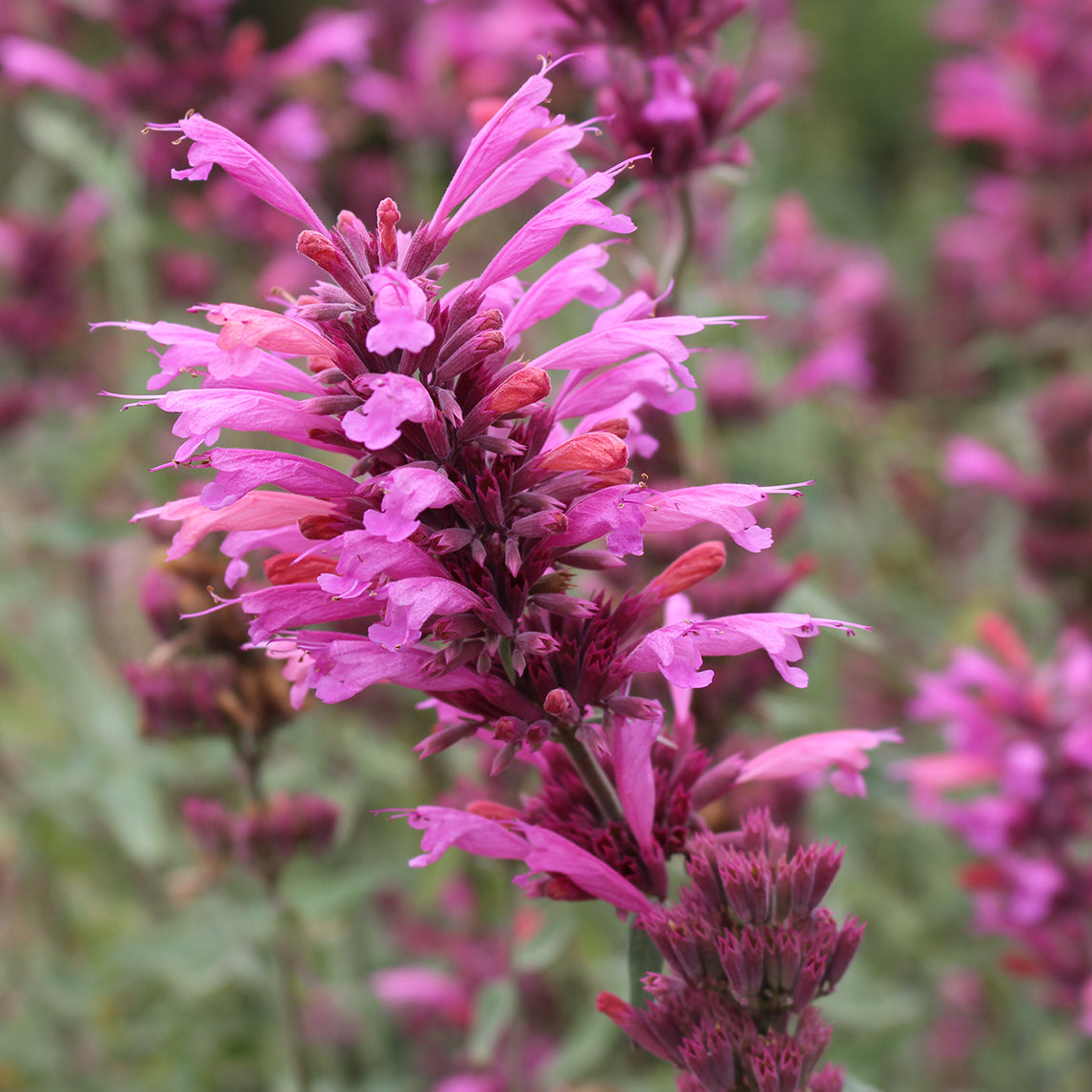 Agastache ‘Sweet Lili’