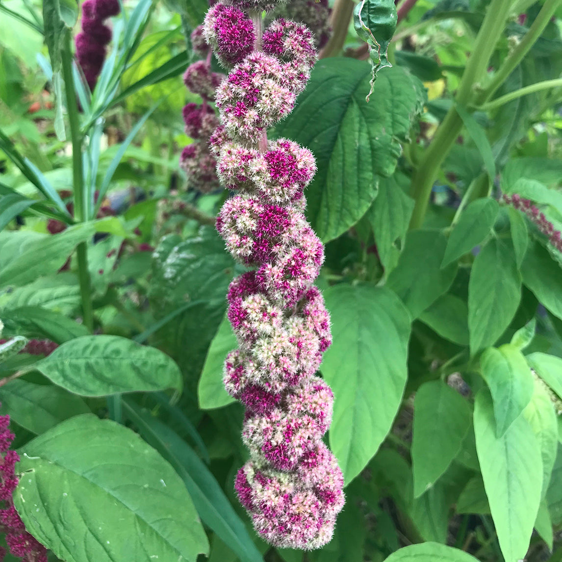Amaranth 'Mira Red and Green'