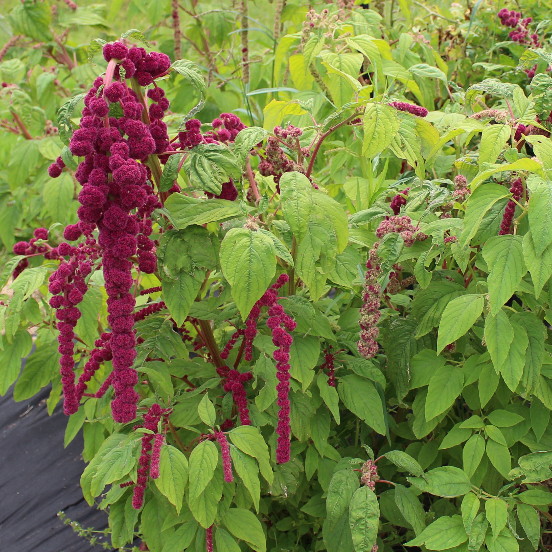 Amaranth 'Mira Red and Green'