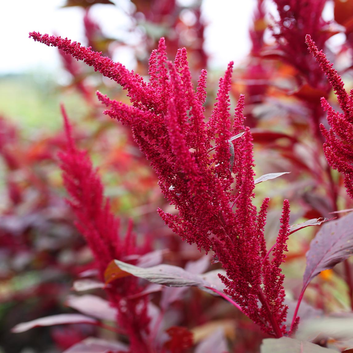 Amaranth Red Garnet (Organic)