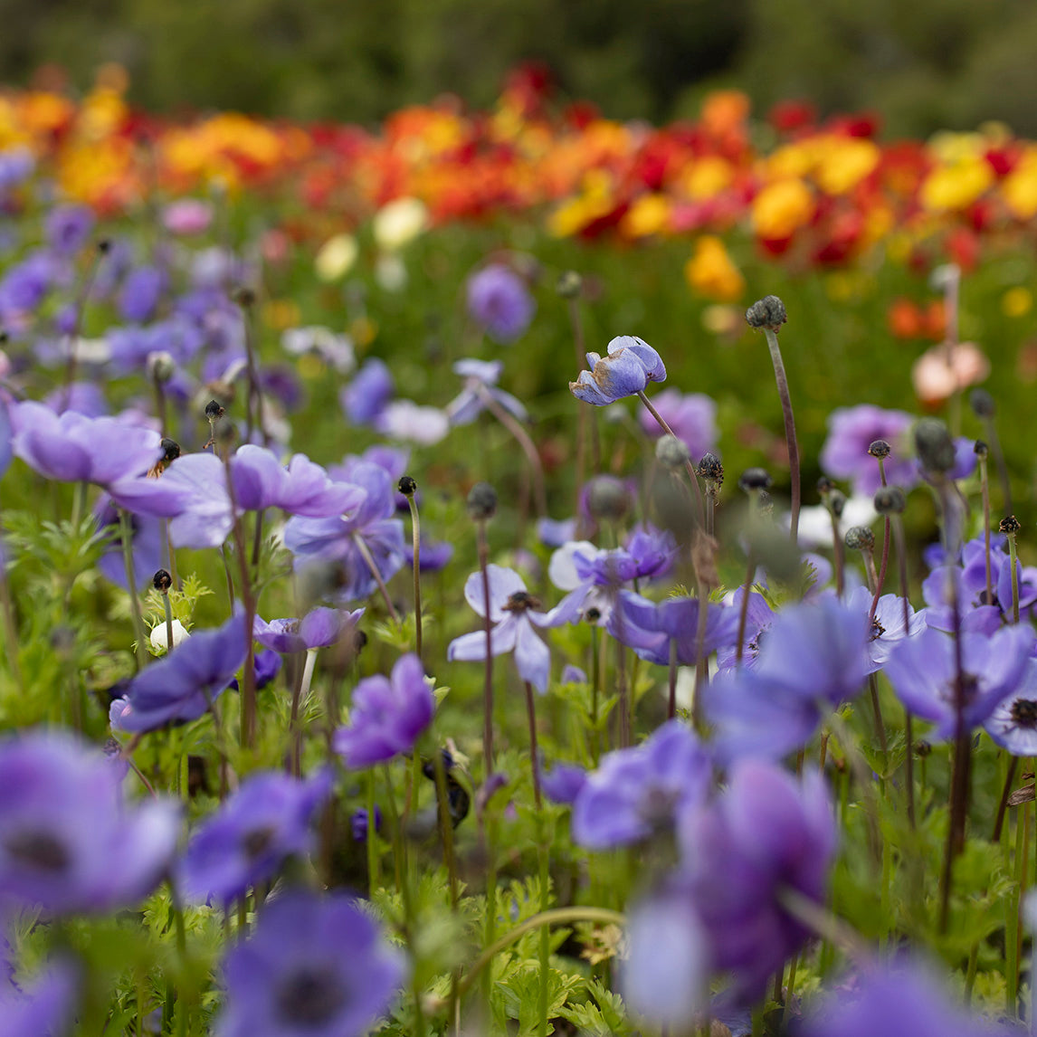 Anemone Blue (20 Bulbs)