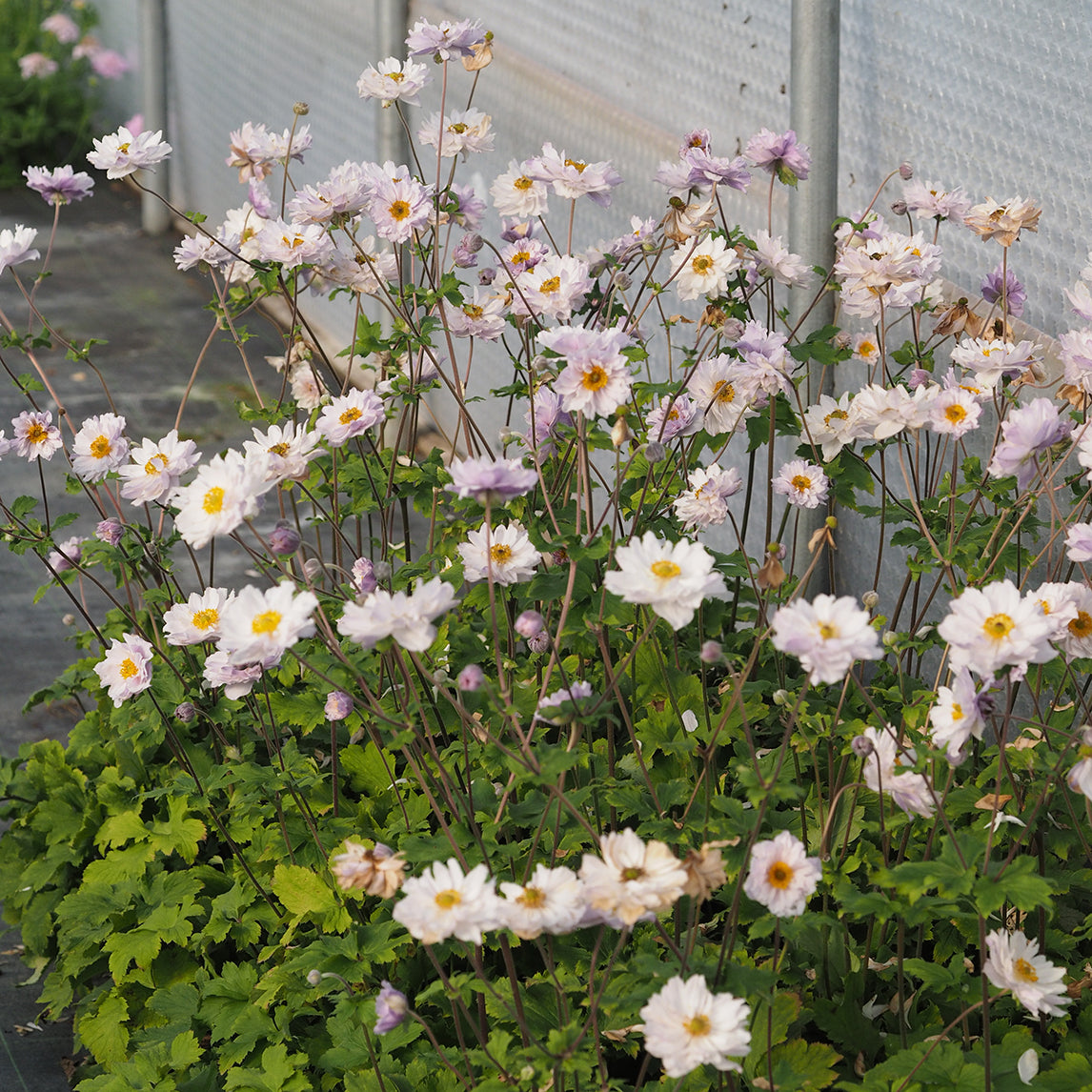Anemone ‘Frilly Knickers’