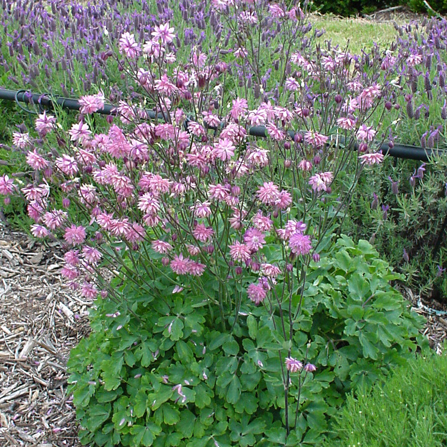 Aquilegia 'Rose Barlow'