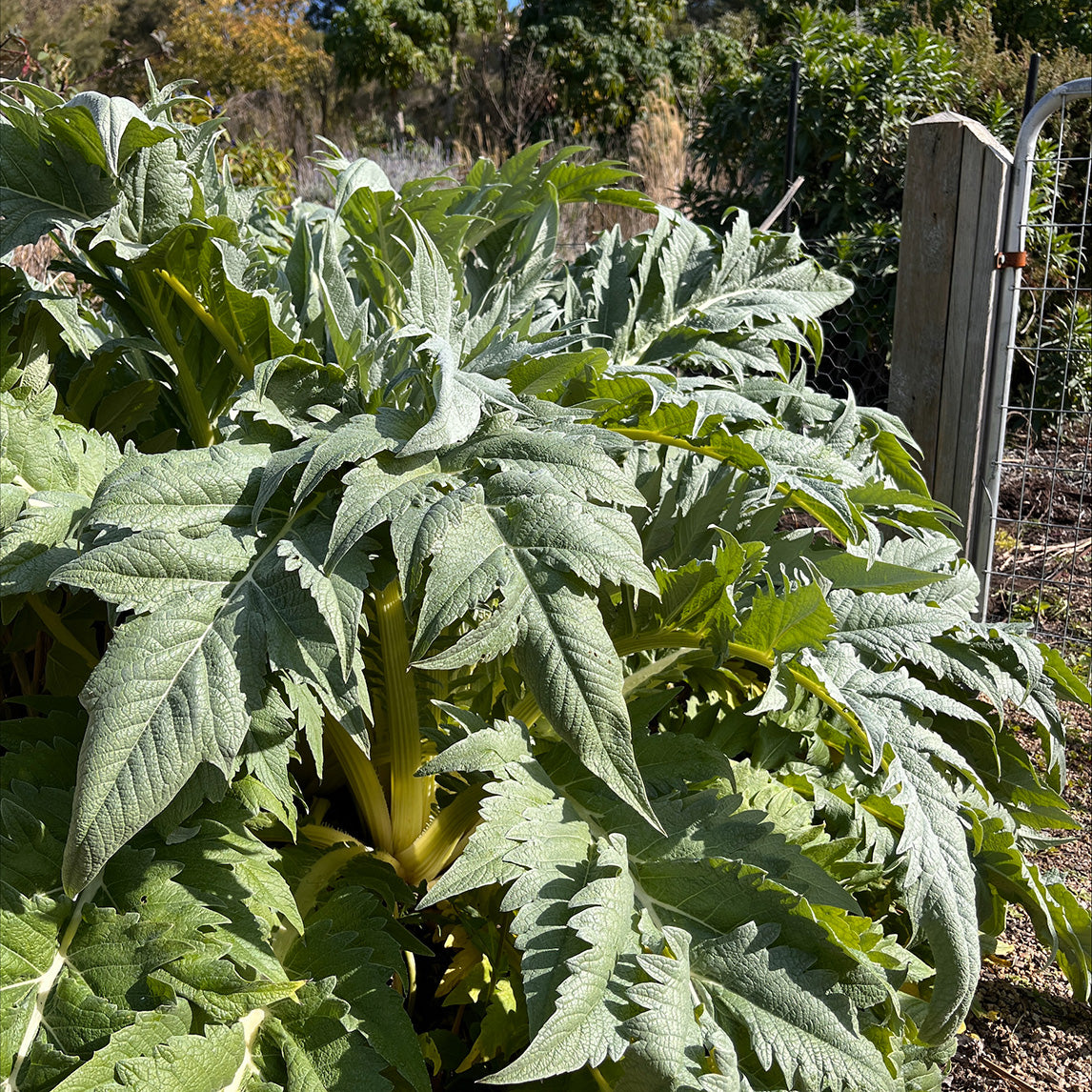 Artichoke 'Imperial Star' - Potted plant