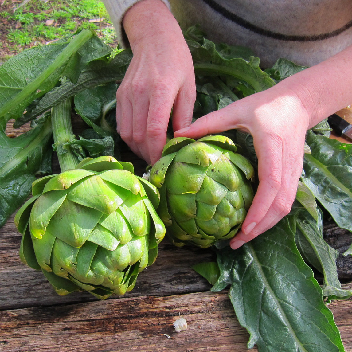 Artichoke 'Imperial Star' - Potted plant