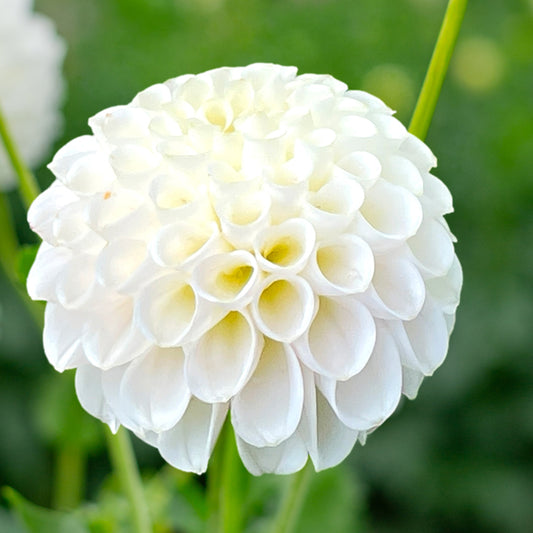 Dahlia 'Bowen' Tuber