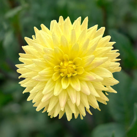 Dahlia 'XanZu Teddy Bear' Tuber